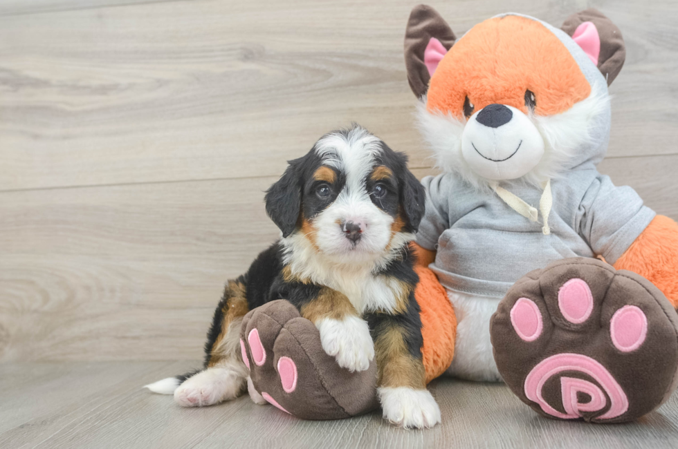 5 week old Mini Bernedoodle Puppy For Sale - Simply Southern Pups