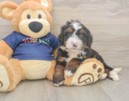 6 week old Mini Bernedoodle Puppy For Sale - Simply Southern Pups