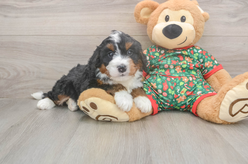 5 week old Mini Bernedoodle Puppy For Sale - Simply Southern Pups