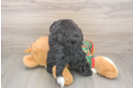 Adorable Bernadoodle Poodle Mix Puppy