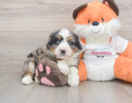 6 week old Mini Bernedoodle Puppy For Sale - Simply Southern Pups