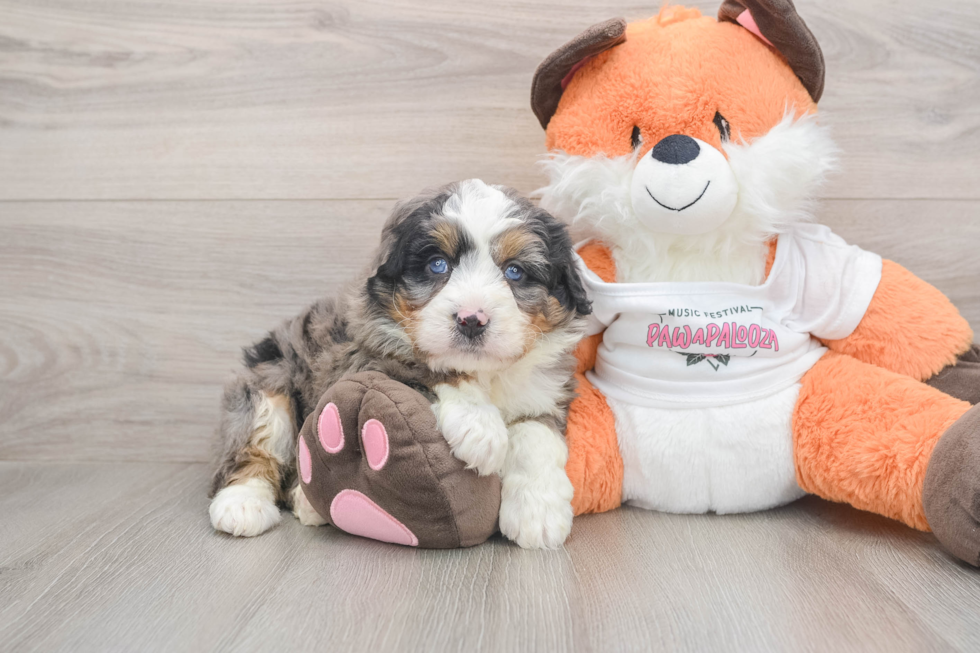 Mini Bernedoodle Puppy for Adoption