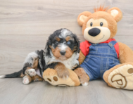 5 week old Mini Bernedoodle Puppy For Sale - Simply Southern Pups