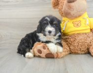 7 week old Mini Bernedoodle Puppy For Sale - Simply Southern Pups