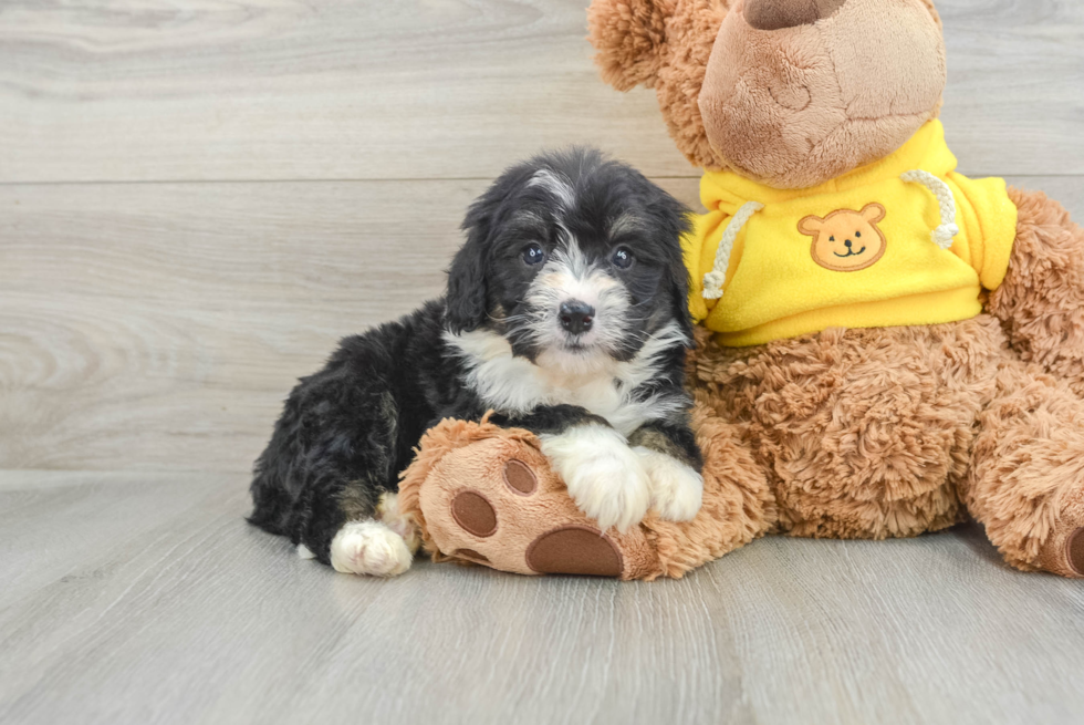 Best Mini Bernedoodle Baby