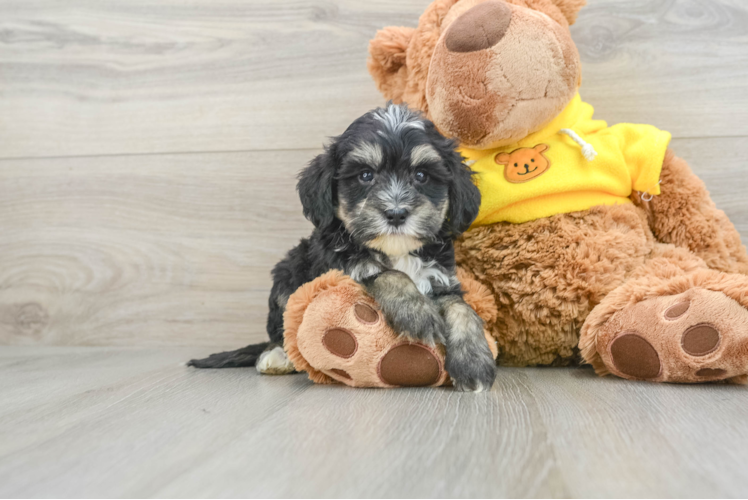 Mini Bernedoodle Pup Being Cute