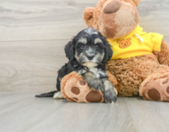 7 week old Mini Bernedoodle Puppy For Sale - Simply Southern Pups