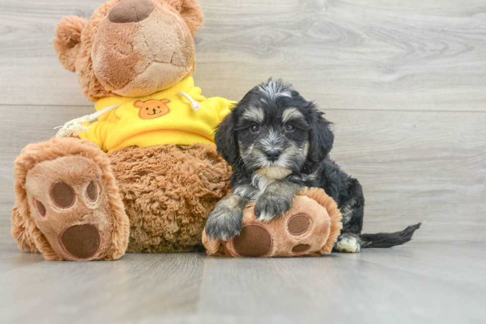 Fluffy Mini Bernedoodle Poodle Mix Pup