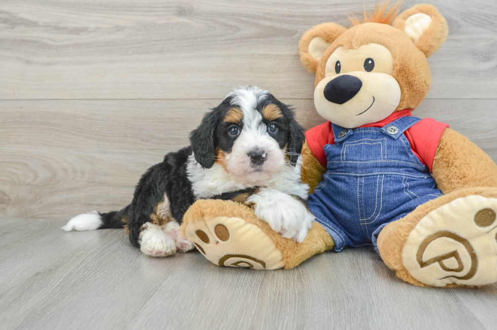 5 week old Mini Bernedoodle Puppy For Sale - Simply Southern Pups