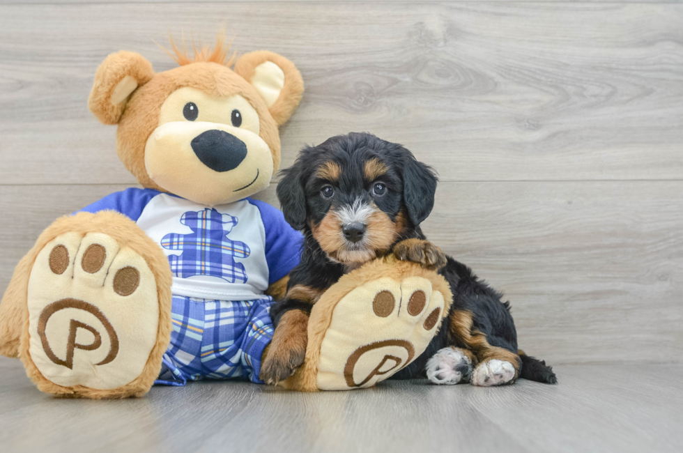 6 week old Mini Bernedoodle Puppy For Sale - Simply Southern Pups