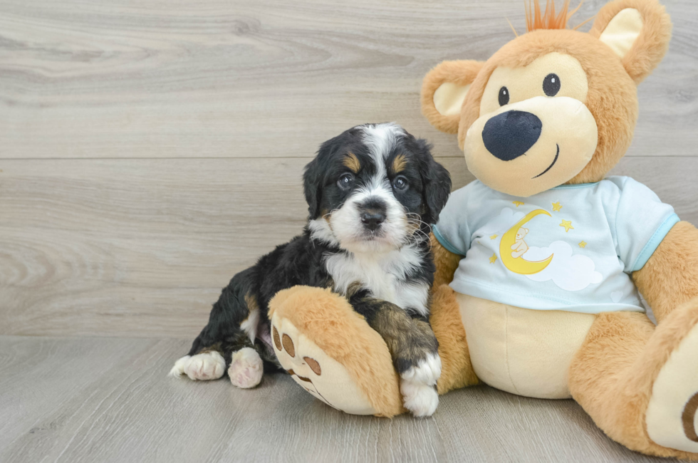 5 week old Mini Bernedoodle Puppy For Sale - Simply Southern Pups