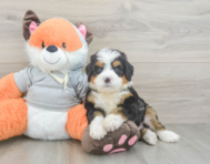 7 week old Mini Bernedoodle Puppy For Sale - Simply Southern Pups
