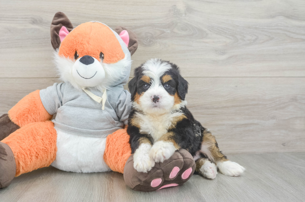 5 week old Mini Bernedoodle Puppy For Sale - Simply Southern Pups