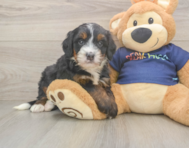 6 week old Mini Bernedoodle Puppy For Sale - Simply Southern Pups