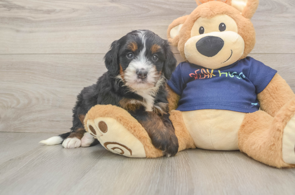 5 week old Mini Bernedoodle Puppy For Sale - Simply Southern Pups