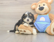 6 week old Mini Bernedoodle Puppy For Sale - Simply Southern Pups