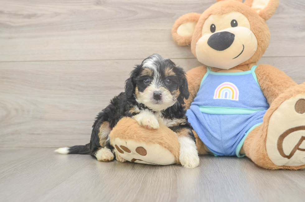 6 week old Mini Bernedoodle Puppy For Sale - Simply Southern Pups