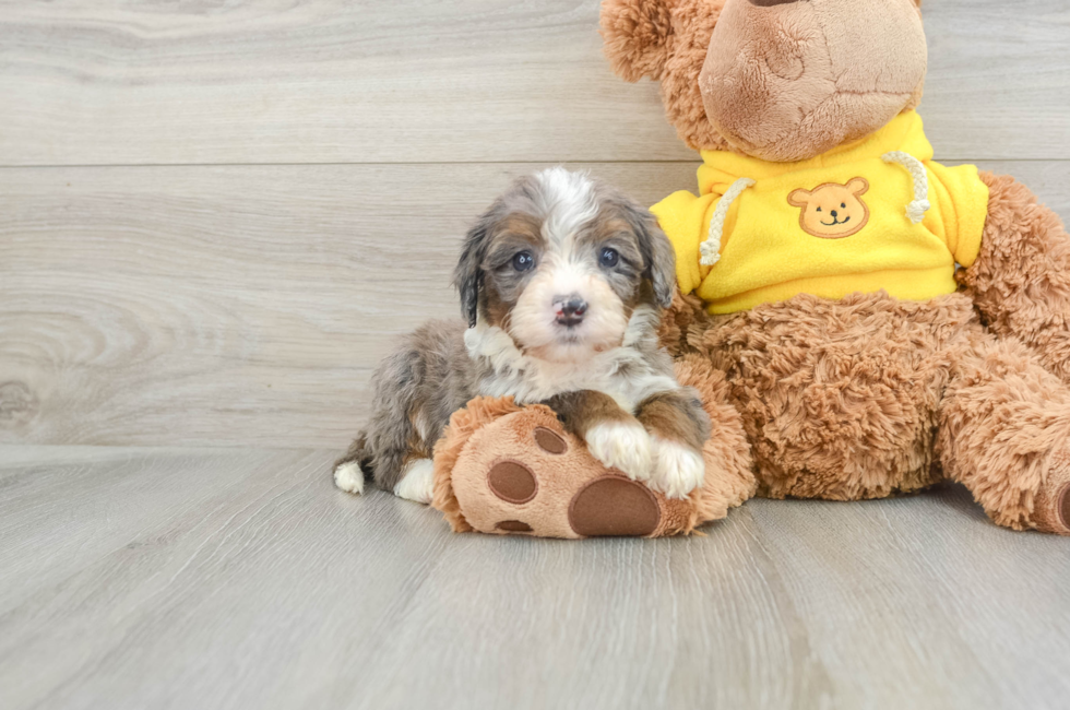 5 week old Mini Bernedoodle Puppy For Sale - Simply Southern Pups