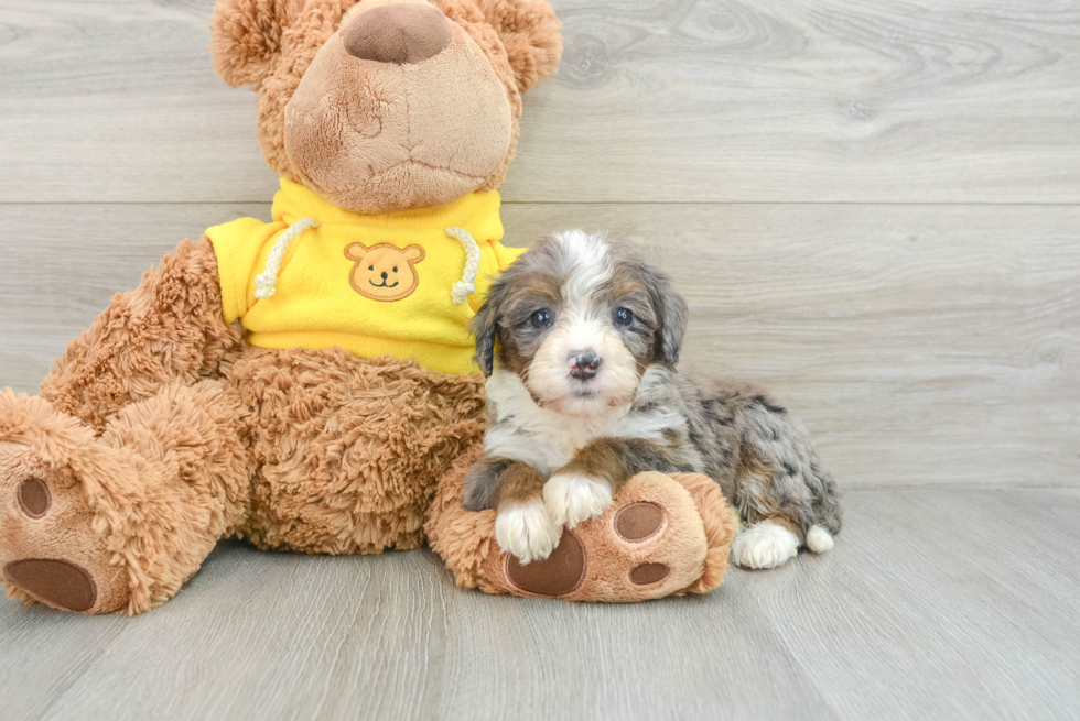 Best Mini Bernedoodle Baby