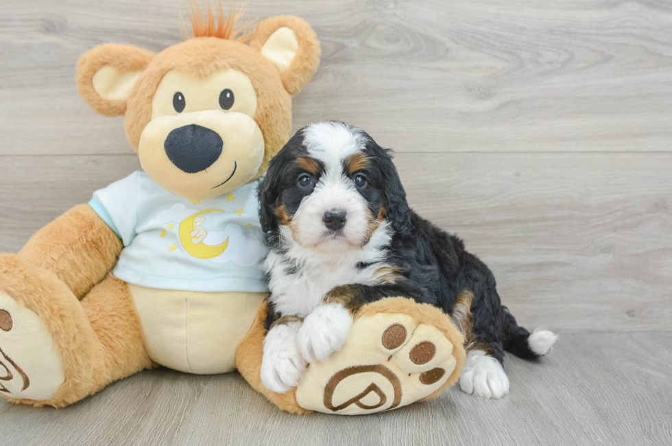 5 week old Mini Bernedoodle Puppy For Sale - Simply Southern Pups