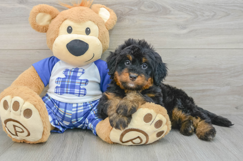 6 week old Mini Bernedoodle Puppy For Sale - Simply Southern Pups