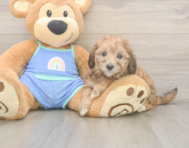 6 week old Mini Bernedoodle Puppy For Sale - Simply Southern Pups