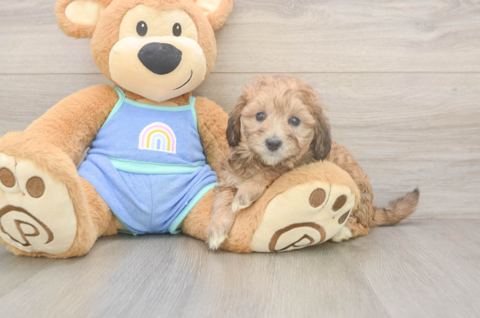 6 week old Mini Bernedoodle Puppy For Sale - Simply Southern Pups