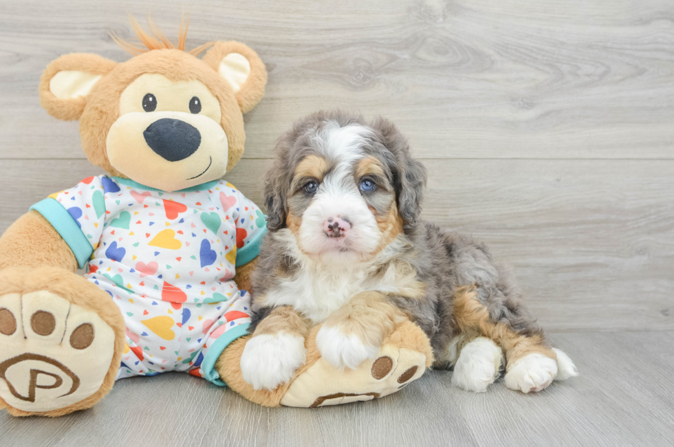 7 week old Mini Bernedoodle Puppy For Sale - Simply Southern Pups