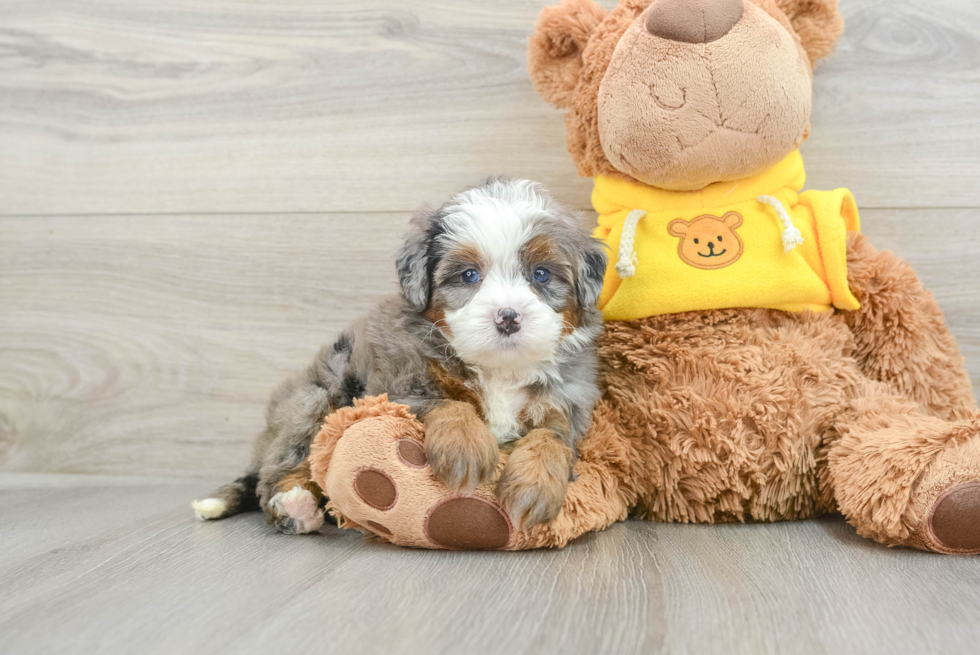 Cute Mini Bernedoodle Baby