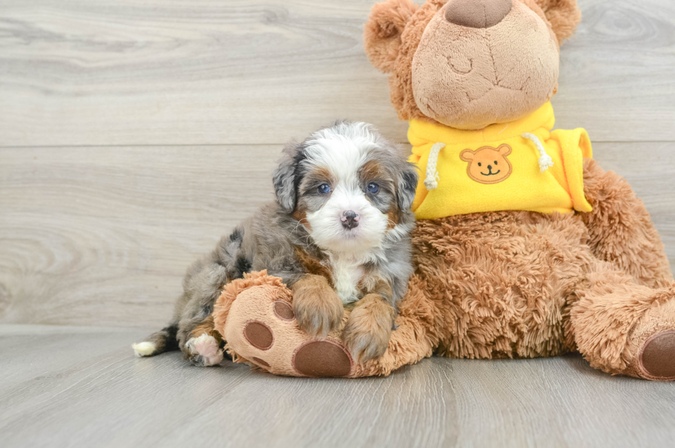 5 week old Mini Bernedoodle Puppy For Sale - Simply Southern Pups