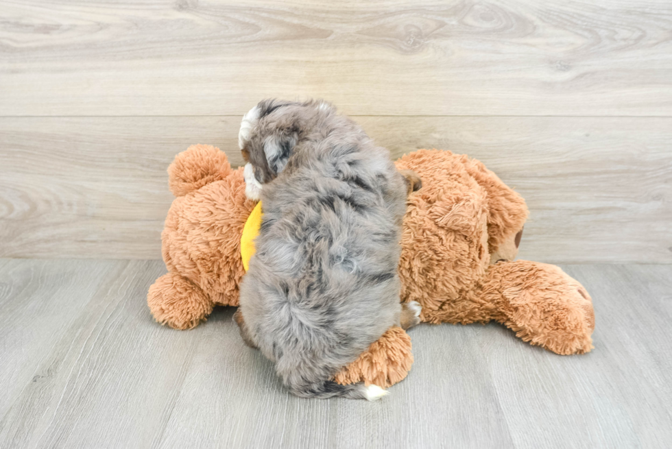 Mini Bernedoodle Pup Being Cute