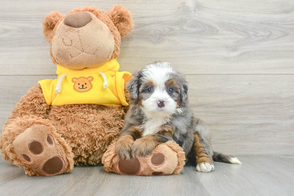 Mini Bernedoodle Pup Being Cute