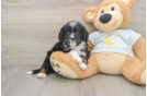 Mini Bernedoodle Pup Being Cute