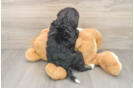 Mini Bernedoodle Pup Being Cute