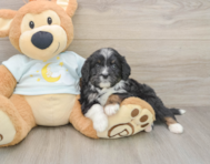 6 week old Mini Bernedoodle Puppy For Sale - Simply Southern Pups