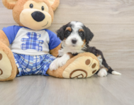 6 week old Mini Bernedoodle Puppy For Sale - Simply Southern Pups