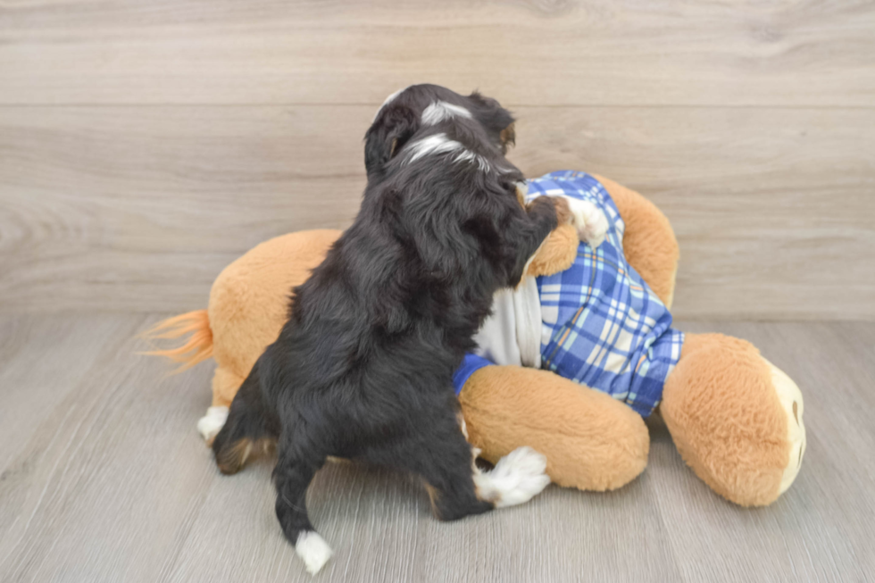 Energetic Mini Bernese Poodle Poodle Mix Puppy