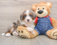 6 week old Mini Bernedoodle Puppy For Sale - Simply Southern Pups