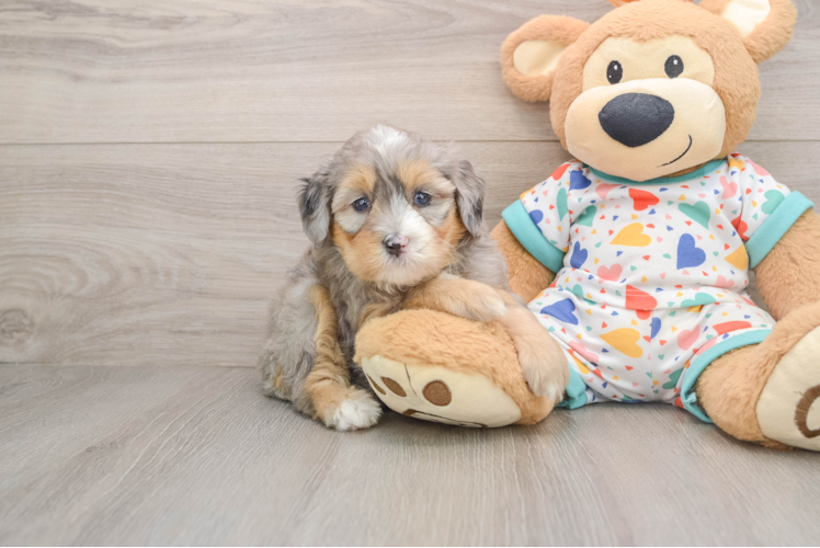 Hypoallergenic Mini Bernesedoodle Poodle Mix Puppy