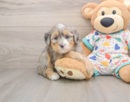 6 week old Mini Bernedoodle Puppy For Sale - Simply Southern Pups