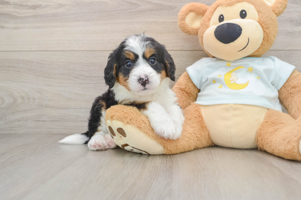 Mini Bernedoodle Pup Being Cute
