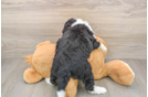 Mini Bernedoodle Pup Being Cute