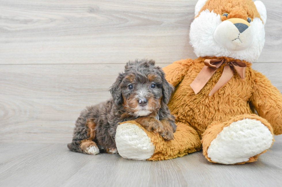 6 week old Mini Bernedoodle Puppy For Sale - Simply Southern Pups