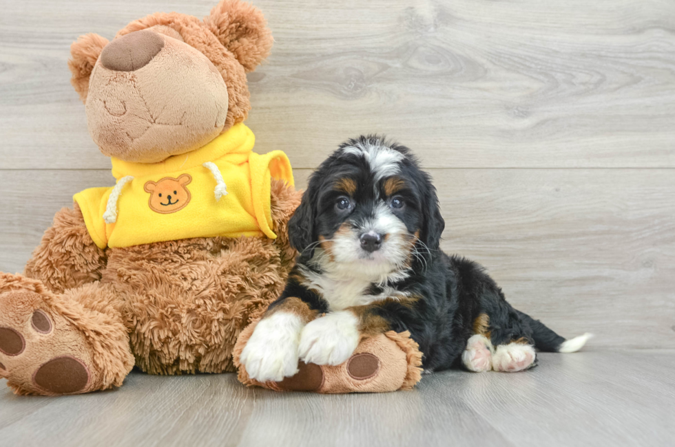 5 week old Mini Bernedoodle Puppy For Sale - Simply Southern Pups