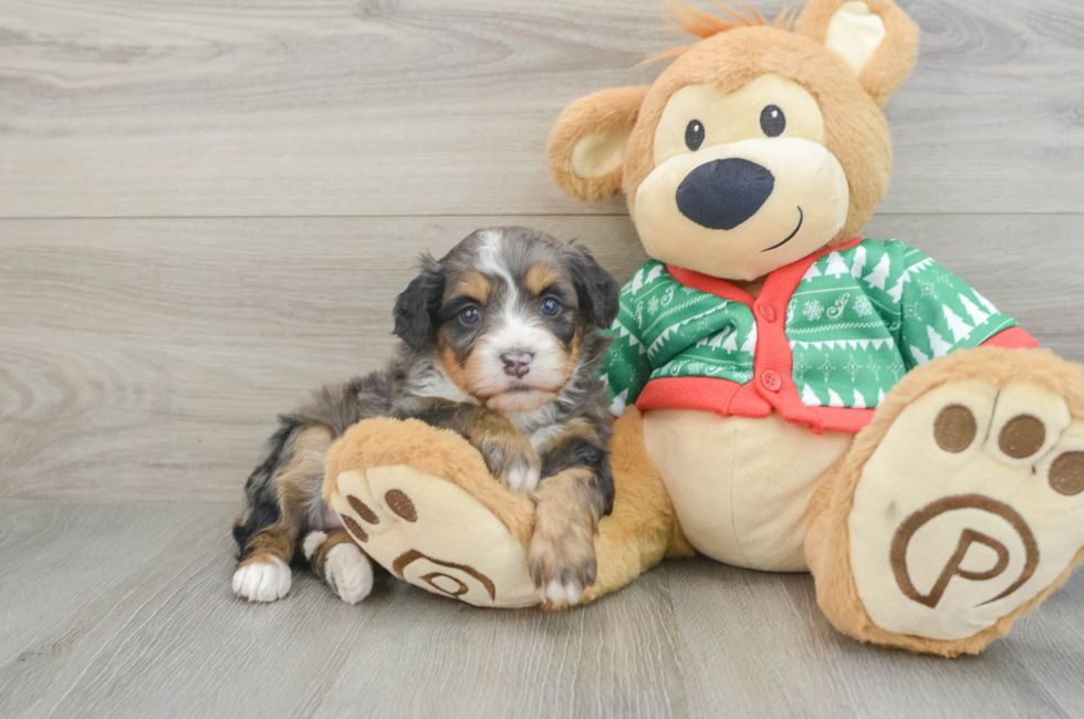 5 week old Mini Bernedoodle Puppy For Sale - Simply Southern Pups