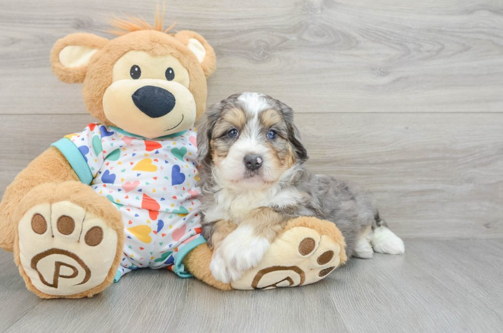 6 week old Mini Bernedoodle Puppy For Sale - Simply Southern Pups