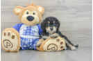 Mini Bernedoodle Puppy for Adoption