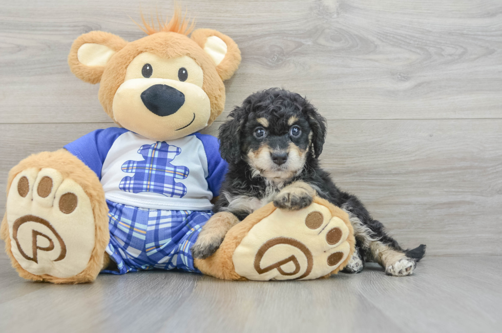 6 week old Mini Bernedoodle Puppy For Sale - Simply Southern Pups