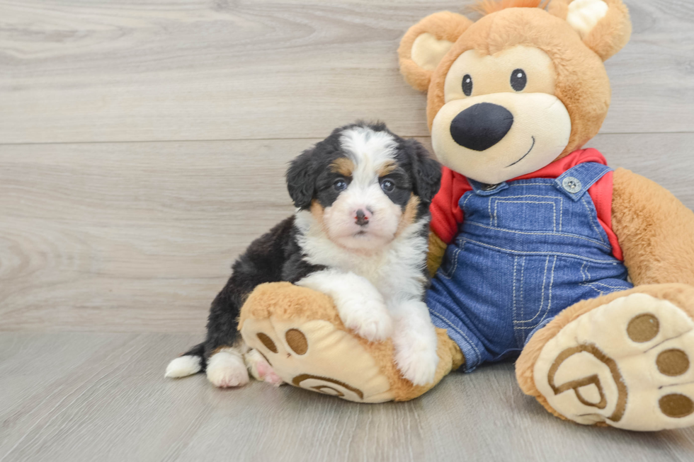 Mini Bernedoodle Puppy for Adoption