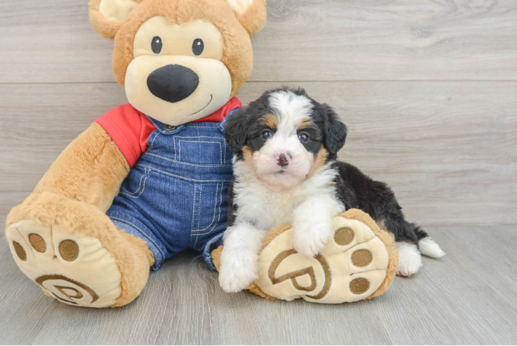 Small Mini Bernedoodle Baby